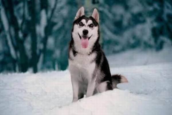 体味轻好打理的狗狗有哪些,新手家长看过来 体味轻好打理的狗狗有哪些,新手家长看过来