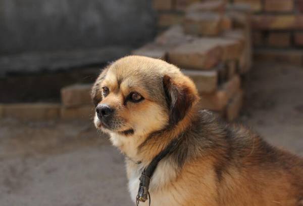 常见的伴侣犬有哪些?十大最佳家庭伴侣犬排名 常见的伴侣犬有哪些?十大最佳家庭伴侣犬排名