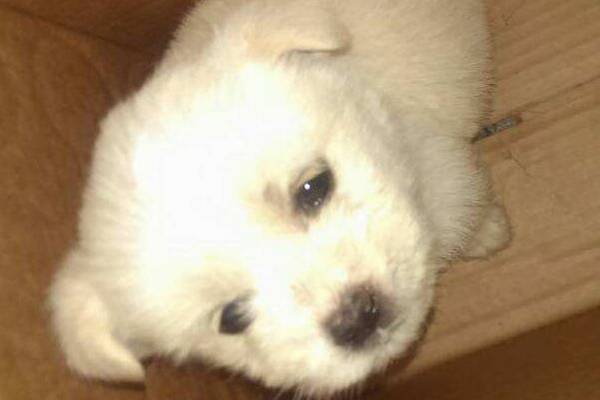 星期狗是什么意思?教你如何分辨星期狗 星期狗是什么意思?教你如何分辨星期狗