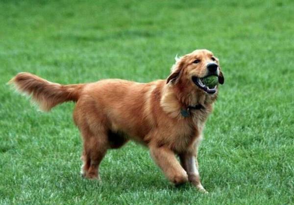 常见的伴侣犬有哪些?十大最佳家庭伴侣犬排名 常见的伴侣犬有哪些?十大最佳家庭伴侣犬排名