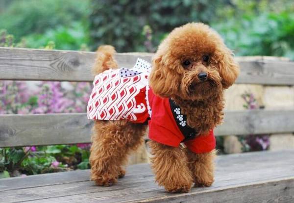 常见的伴侣犬有哪些?十大最佳家庭伴侣犬排名 常见的伴侣犬有哪些?十大最佳家庭伴侣犬排名