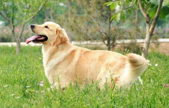 适合城市家庭养的狗狗排名!总有一种适合你 适合城市家庭养的狗狗排名!总有一种适合你