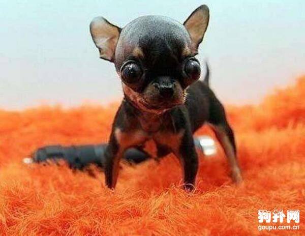 ëСȮЩСͶëȮʲôŵ㣿