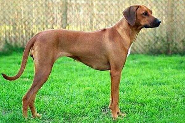 狩猎犬有哪些,狩猎犬排名前8 狩猎犬有哪些,狩猎犬排名前8