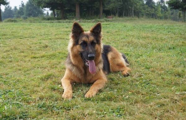 大型犬有哪些,适合家养的7种大型犬排名 大型犬有哪些,适合家养的7种大型犬排名