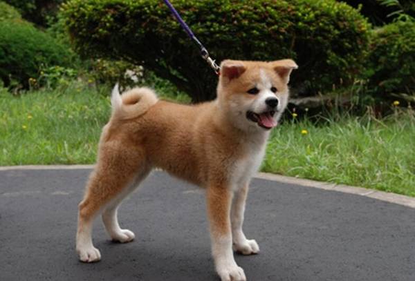 工作犬品种有哪些,世界工作犬排行榜 工作犬品种有哪些,世界工作犬排行榜