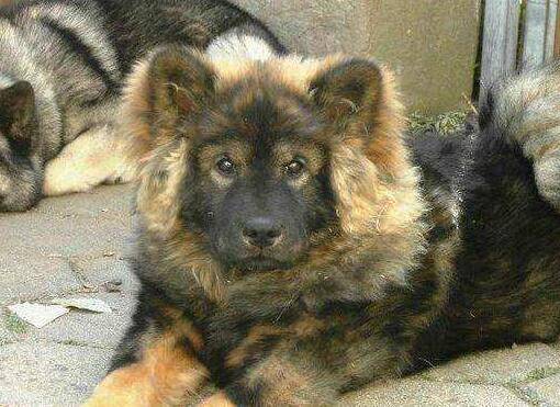 中国福犬多少钱一只?中国福犬的特征 中国福犬多少钱一只?中国福犬的特征