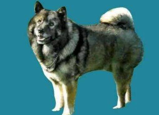 中国福犬多少钱一只?中国福犬的特征 中国福犬多少钱一只?中国福犬的特征