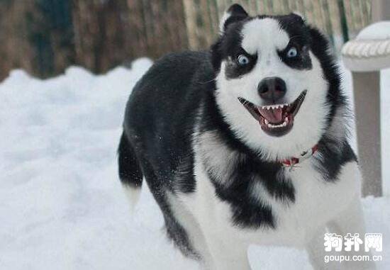 ëȮЩƷ̵֣㳣ֶëȮ