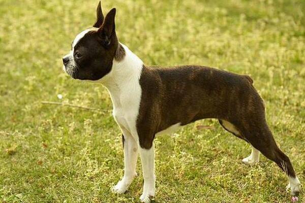 小型犬有哪些品种?适合家养的6种小型犬排名 小型犬有哪些品种?适合家养的6种小型犬排名