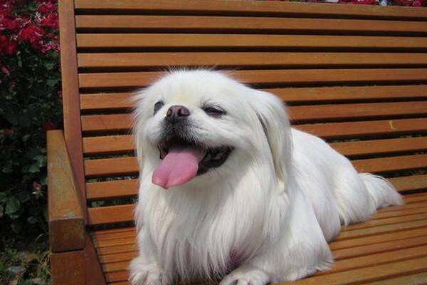 小型犬有哪些品种?适合家养的6种小型犬排名 小型犬有哪些品种?适合家养的6种小型犬排名