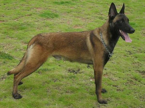 世界十大猎犬品种排名!个个都是狠角色 世界十大猎犬品种排名!个个都是狠角色