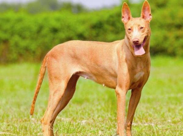 世界十大猎犬品种排名!个个都是狠角色 世界十大猎犬品种排名!个个都是狠角色