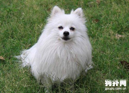 什么狗狗是白色的? 什么狗狗是白色的?