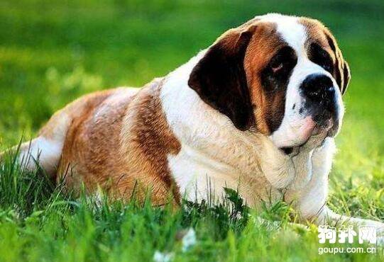 世界4大巨型犬 世界4大巨型犬