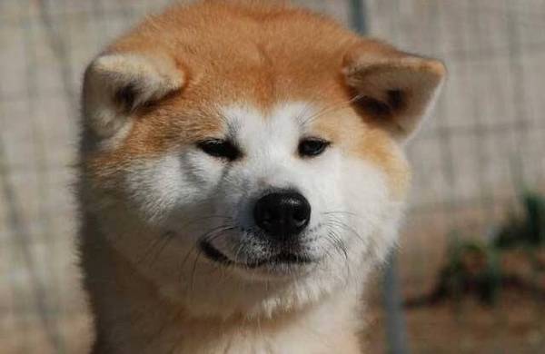 中型犬有哪些品种,适合家养的中型犬的排名 中型犬有哪些品种,适合家养的中型犬的排名