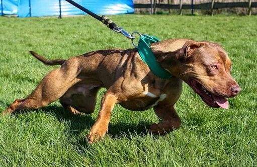 猛犬战斗力排名,世界十大猛犬排行榜 猛犬战斗力排名,世界十大猛犬排行榜