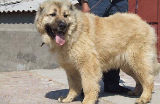 猛犬战斗力排名,世界十大猛犬排行榜 猛犬战斗力排名,世界十大猛犬排行榜