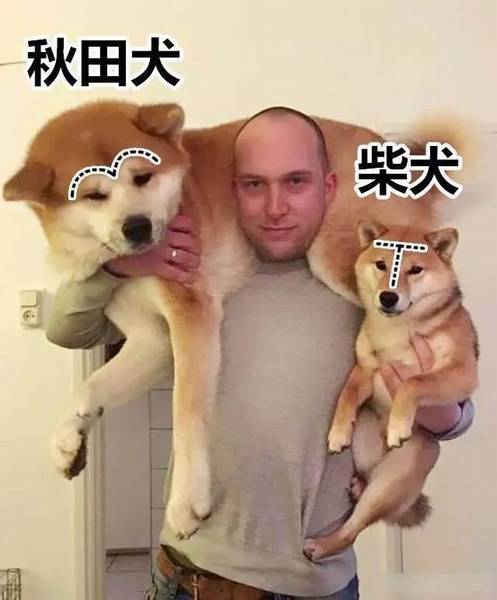 如何判断秋田犬和柴犬?5个小窍门,教你轻轻松松鉴别 如何判断秋田犬和柴犬?5个小窍门,教你轻轻松松鉴别