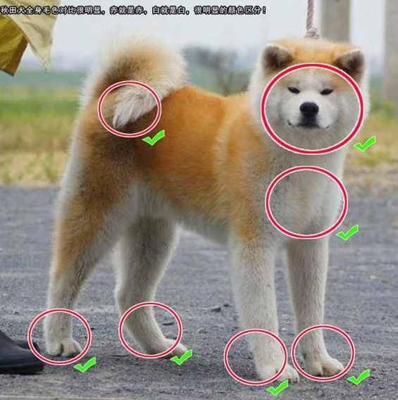 如何判断秋田犬和柴犬?5个小窍门,教你轻轻松松鉴别 如何判断秋田犬和柴犬?5个小窍门,教你轻轻松松鉴别