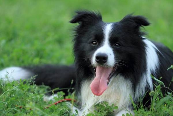 中型犬养什么好,中型犬哪些温顺好养 中型犬养什么好,中型犬哪些温顺好养