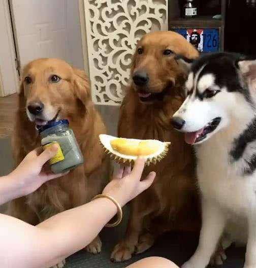 狗狗磁感应主人的3个方式 ,你造吗? 狗狗磁感应主人的3个方式 ,你造吗?