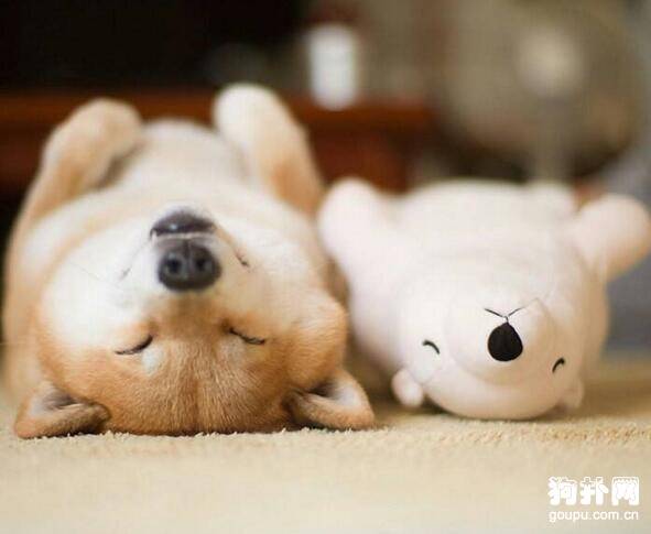 买狗须知,狗贩子使用的那些阴招 买狗须知,狗贩子使用的那些阴招