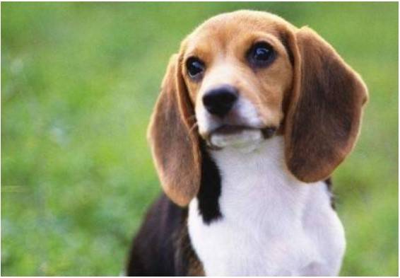 再顽皮的狗狗,也会出现这4个“弱点”,宠主别因大意损害到它 再顽皮的狗狗,也会出现这4个“弱点”,宠主别因大意损害到它