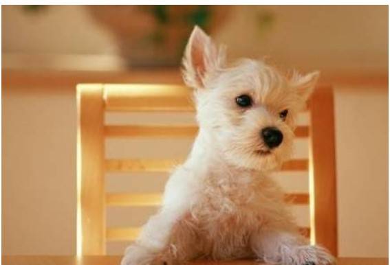 再顽皮的狗狗,也会出现这4个“弱点”,宠主别因大意损害到它 再顽皮的狗狗,也会出现这4个“弱点”,宠主别因大意损害到它