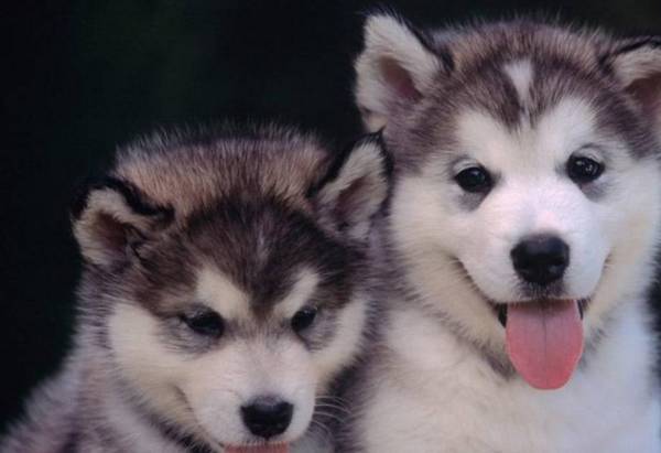 世界五大不忠心狗狗排行榜,你们家狗在榜吗?前3称为“狗界三傻” 世界五大不忠心狗狗排行榜,你们家狗在榜吗?前3称为“狗界三傻