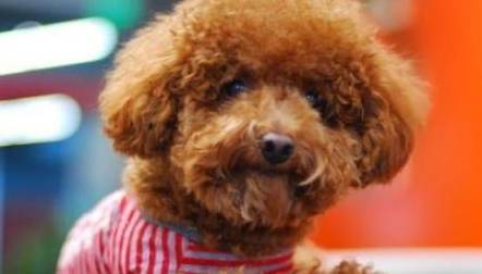 泰迪狗5个主要表现,把自己当人,你养的过程中发觉了没有? 泰迪狗5个主要表现,把自己当人,你养的过程中发觉了没有?