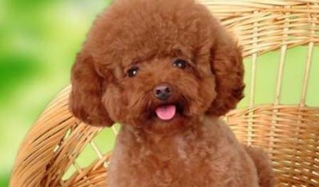 泰迪狗5个主要表现,把自己当人,你养的过程中发觉了没有? 泰迪狗5个主要表现,把自己当人,你养的过程中发觉了没有?