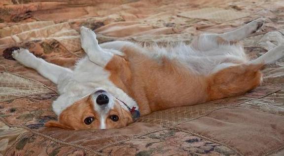 简易又易懂,把握了这8个方法,狗狗和主人的影响会更和睦 简易又易懂,把握了这8个方法,狗狗和主人的影响会更和睦