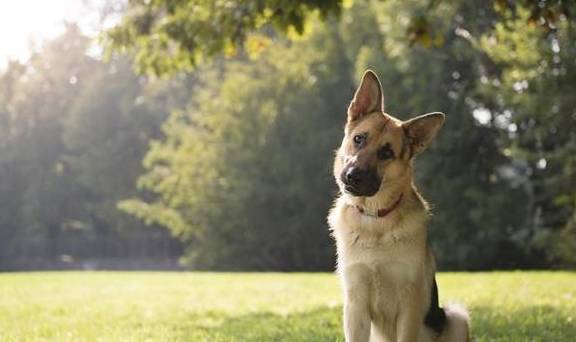 简易又易懂,把握了这8个方法,狗狗和主人的影响会更和睦 简易又易懂,把握了这8个方法,狗狗和主人的影响会更和睦