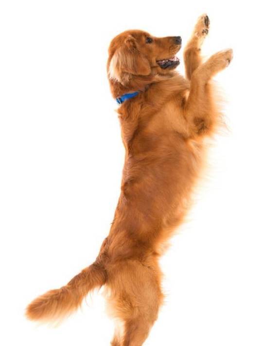 简易又易懂,把握了这8个方法,狗狗和主人的影响会更和睦 简易又易懂,把握了这8个方法,狗狗和主人的影响会更和睦