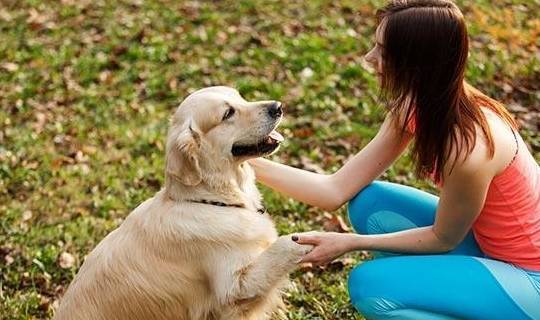 简易又易懂,把握了这8个方法,狗狗和主人的影响会更和睦 简易又易懂,把握了这8个方法,狗狗和主人的影响会更和睦