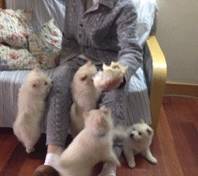 幼犬饲养指引,要想让狗狗健康平安的发展,这种关键点要记牢! 幼犬饲养指引,要想让狗狗健康平安的发展,这种关键点要记牢!