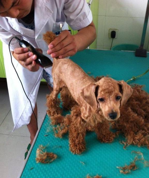 泰迪的身上这4处地区,并不是越整洁越好,宠主快看来一下吧! 泰迪的身上这4处地区,并不是越整洁越好,宠主快看来一下吧!