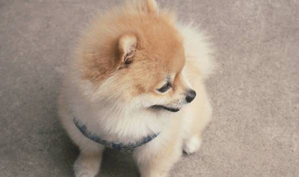 狗狗有4个行为,搞不懂在其中的含意,很有可能你白养了 狗狗有4个行为,搞不懂在其中的含意,很有可能你白养了