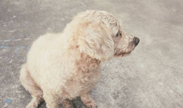 狗狗有4个行为,搞不懂在其中的含意,很有可能你白养了 狗狗有4个行为,搞不懂在其中的含意,很有可能你白养了