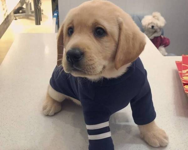 不留意这几个方面,狗狗长大后不但不懂事,乃至还反感铲屎官 不留意这几个方面,狗狗长大后不但不懂事,乃至还反感铲屎官