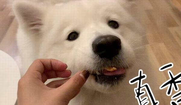 这好多个喂养个人行为,对萨摩耶而言,不良影响很高 这好多个喂养个人行为,对萨摩耶而言,不良影响很高