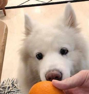 这好多个喂养个人行为,对萨摩耶而言,不良影响很高 这好多个喂养个人行为,对萨摩耶而言,不良影响很高