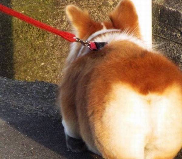 柯基宝宝的喂养指引,你知晓是多少,一起学习吧 柯基宝宝的喂养指引,你知晓是多少,一起学习吧