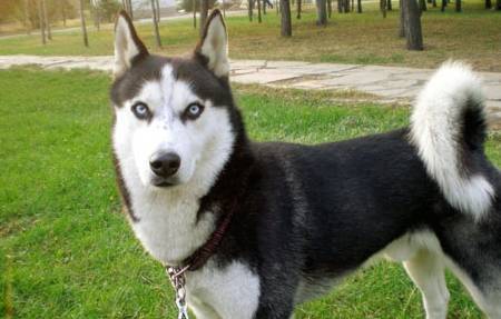 哈士奇聪慧吗,喂养哈士奇必须注意什么 哈士奇聪慧吗,喂养哈士奇必须注意什么