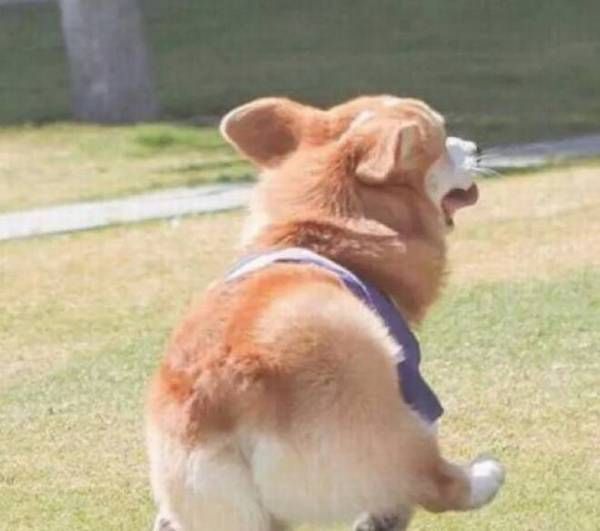 柯基宝宝的喂养指引,你知晓是多少,一起学习吧 柯基宝宝的喂养指引,你知晓是多少,一起学习吧