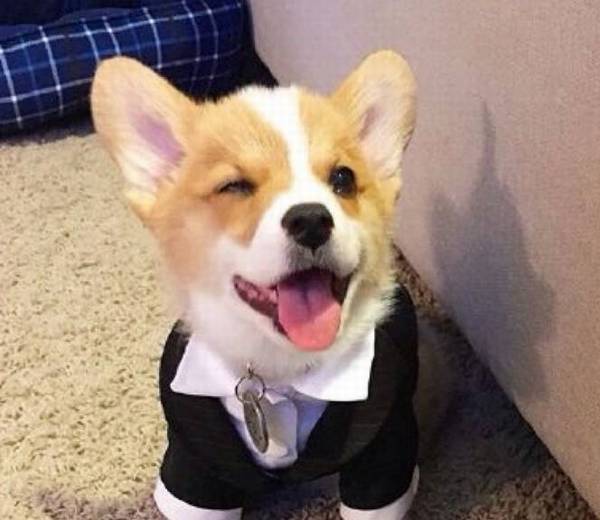 柯基宝宝的喂养指引,你知晓是多少,一起学习吧 柯基宝宝的喂养指引,你知晓是多少,一起学习吧