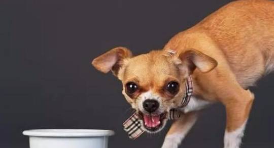 避谣!狗狗护食护小玩具,实际上并并不是一顿打就能化解的! 避谣!狗狗护食护小玩具,实际上并并不是一顿打就能化解的!