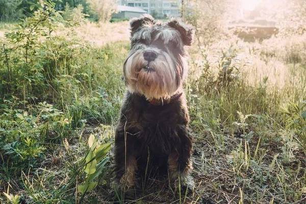 狗狗排便前不断转圈圈?你了解是什么原因吗 狗狗排便前不断转圈圈?你了解是什么原因吗