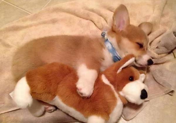 当时为何想养狗?养狗人的原因太真实了 当时为何想养狗?养狗人的原因太真实了